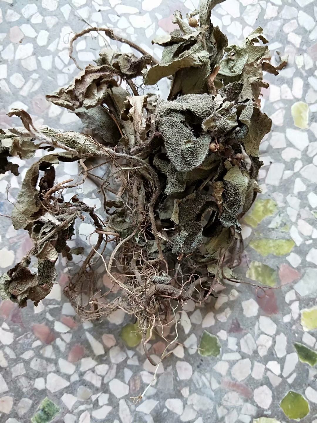 中药材红地毡 老虎舌 老虎脷 毛凉伞