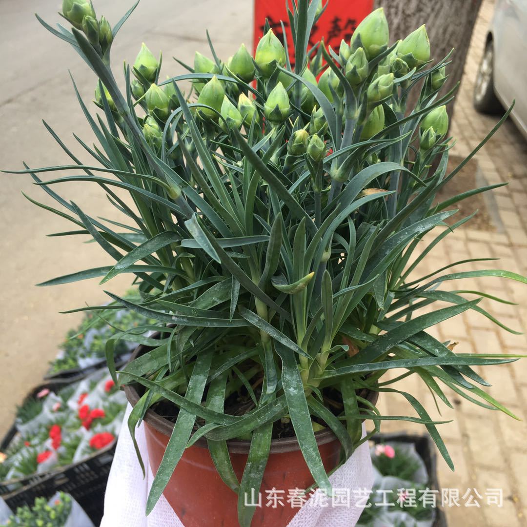 批发供应康乃馨种苗 石竹盆栽花苗 园林绿化康乃馨小苗