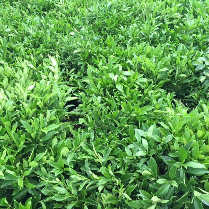 观赏竹类: 刚竹,金镶玉竹,箬竹,青皮竹