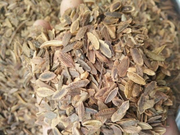 紫丁香种子 丁香树种子耐寒树种 白丁香小叶暴马丁香花种子包邮