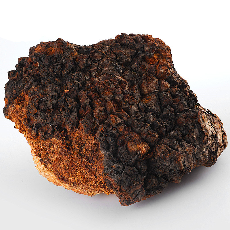 中药材 白桦茸 桦树茸 桦树泪 桦树黄 桦树菇 桦褐孔菌