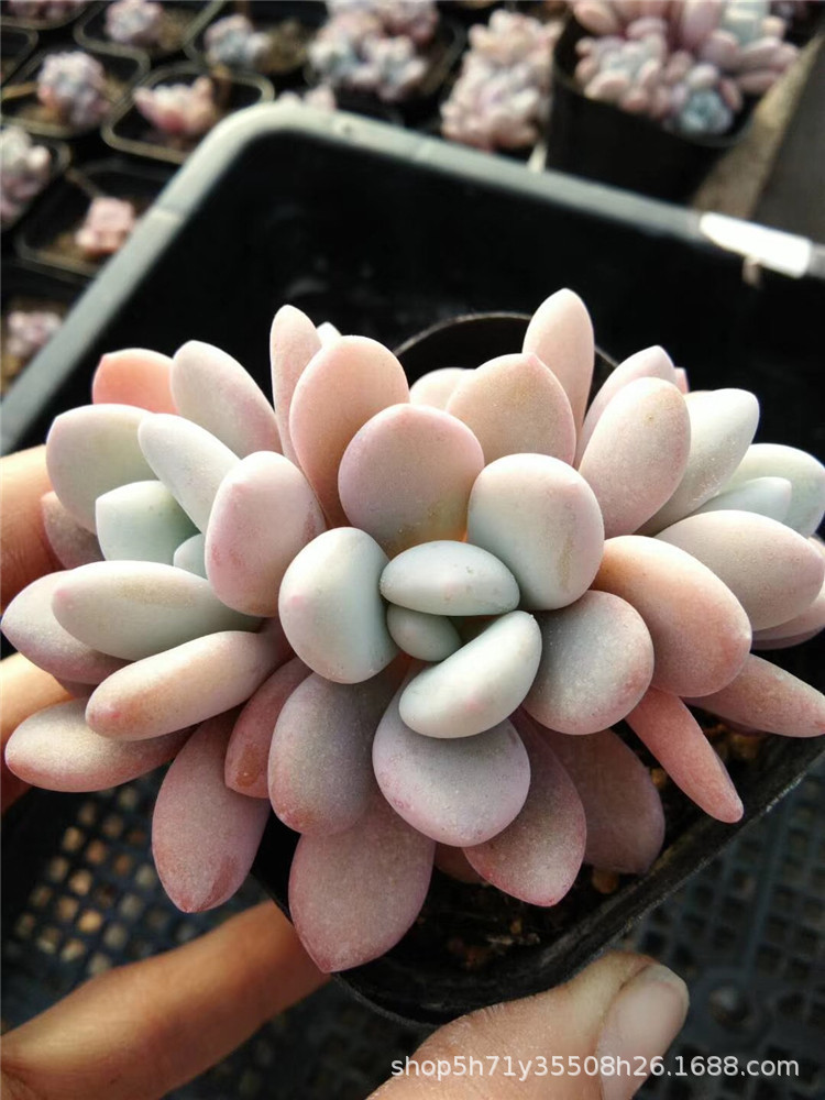 965大棚批发多肉品种粉兔34头盆65cm多肉品种状态实拍