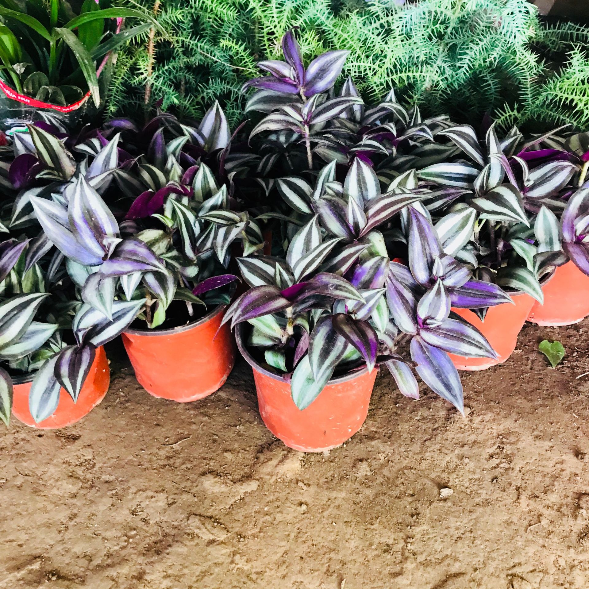 商品描述是否跨境出口专供货源否规格吊竹梅(不含盆)植物品种吊竹梅