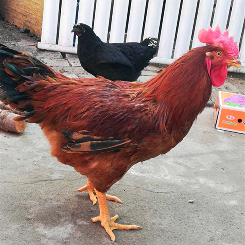 济宁嘉祥种鸡场批发红玉种蛋 笨鸡种蛋同步电话13625479551