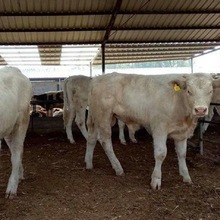 嘉旺 长期供应 纯种西门塔尔牛 活体夏洛莱牛