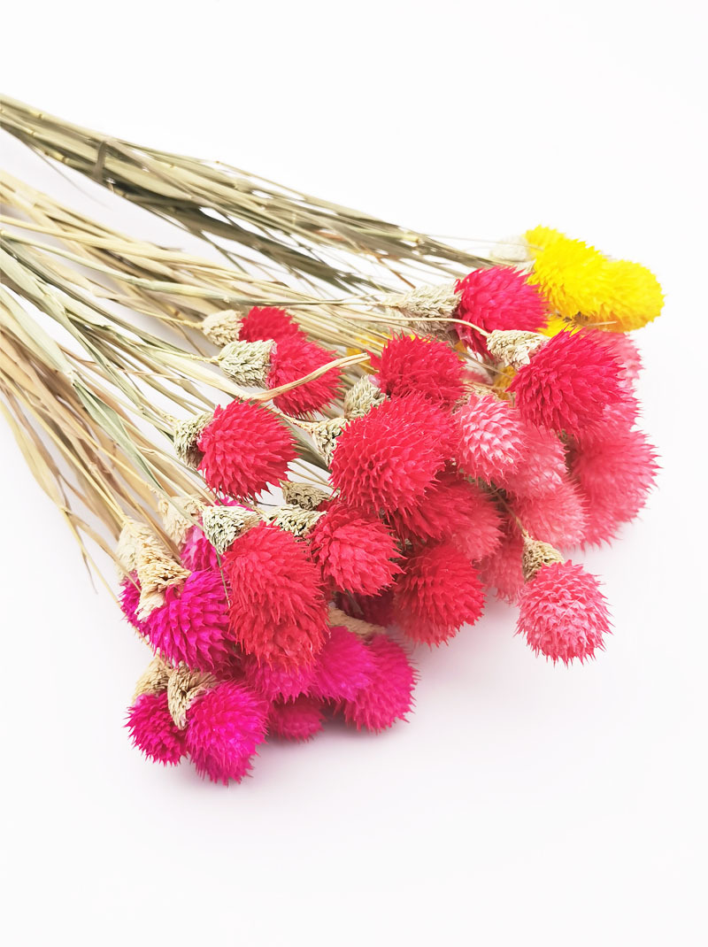 云南千日红 草莓果雪松果 干花手工干花滴胶软装客厅diy插花批发