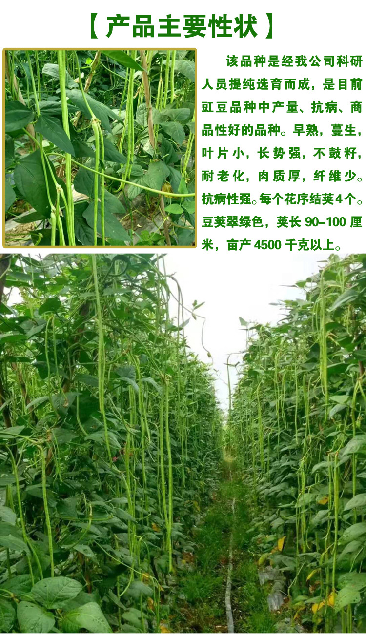 豆角种籽豆角籽豇豆种籽架豆种子四季豆种籽蔬菜种子批发菜种菜籽