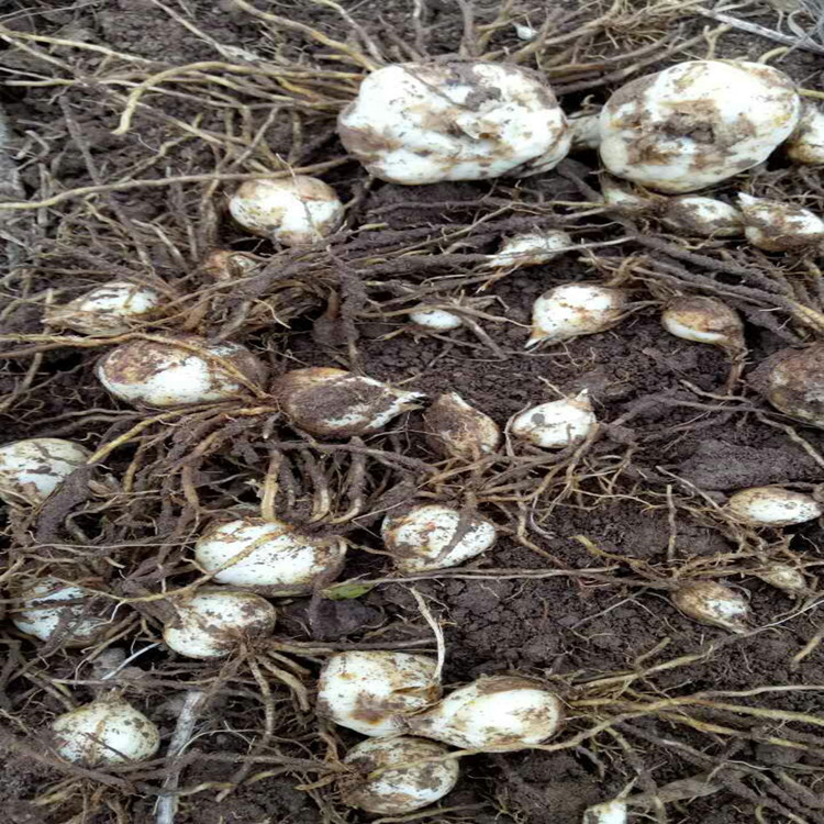 甘肃兰州百合种子食用甜百合种球鲜活带根须种苗2020年新大量批发