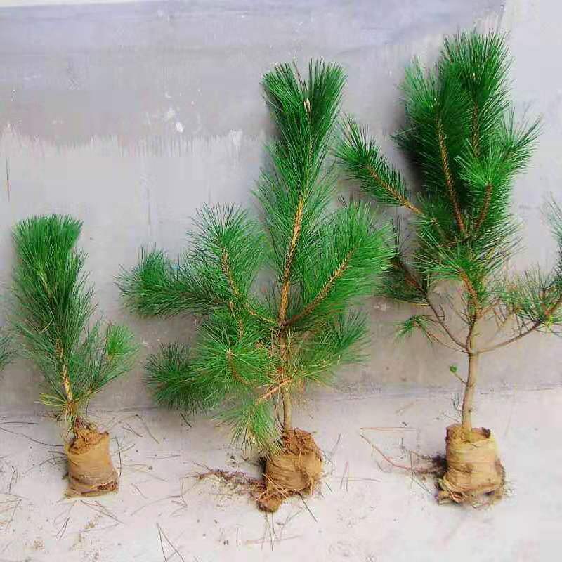 【出售】供应罗汉松盆栽小苗 各种规格 量大优惠