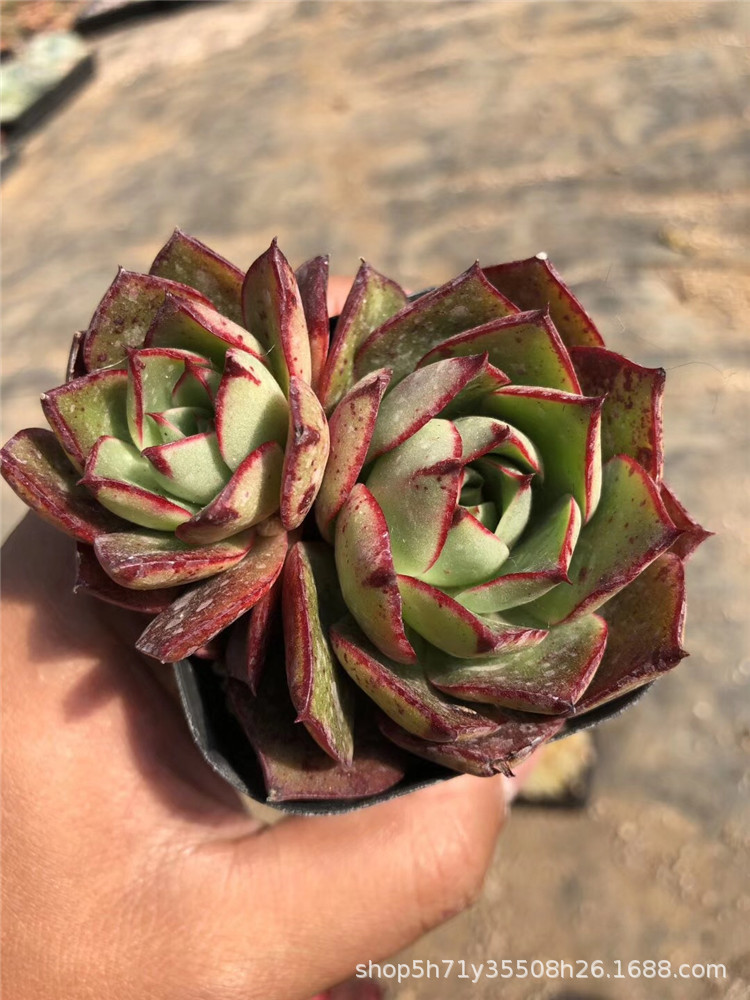 822精品大棚多肉盆栽植物限量 斗牛士双头6cm左右多肉品种裸根发