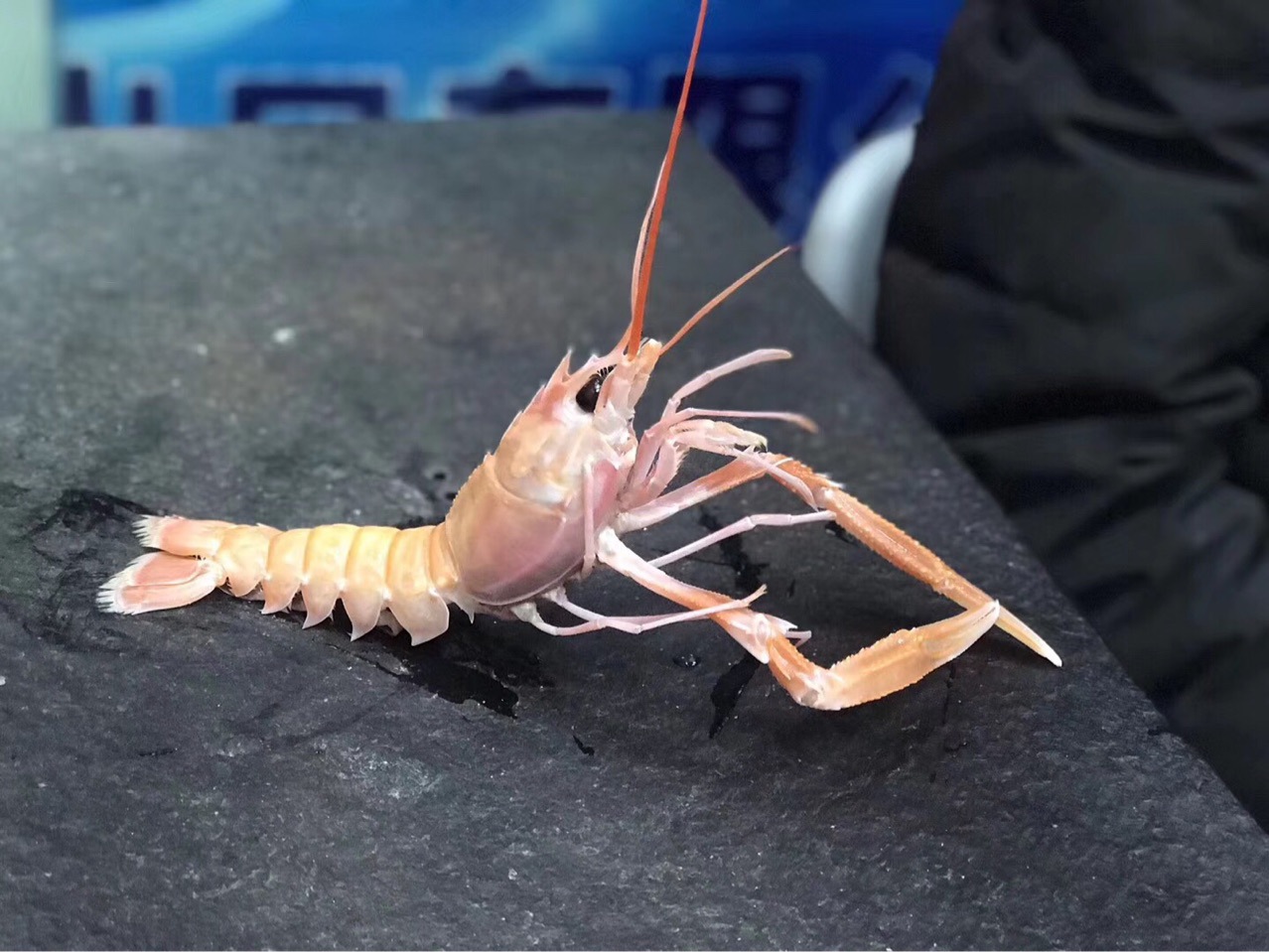 莫桑比克船冻鳌虾小龙虾ss刺身鳌虾日料自助餐拼盘刺身原材料批发