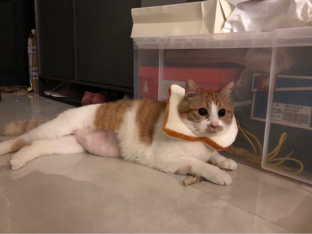 宠物猫咪头套吐司头套英短布偶橘猫可爱面包片卡通头套