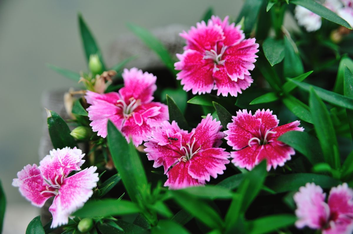 在土丘或不宜存水的地段种植,尖叶石竹尚未成活前需经常浇水,保持土壤