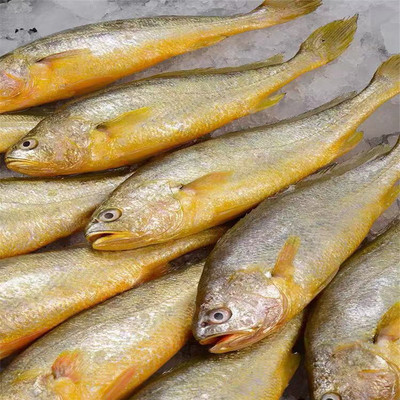 野生海捕小黄花鱼 新鲜小黄鱼海鲜冷冻 深海黄花鱼冰鲜黄鱼