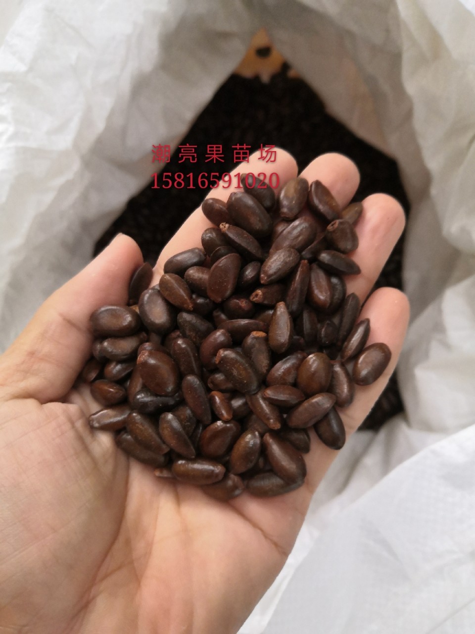 苗场自销释迦番荔枝种子,当年新鲜种子