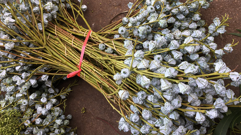 【尤加利】花店 云南昆明斗南鲜切花基地直发批发尤加利叶果