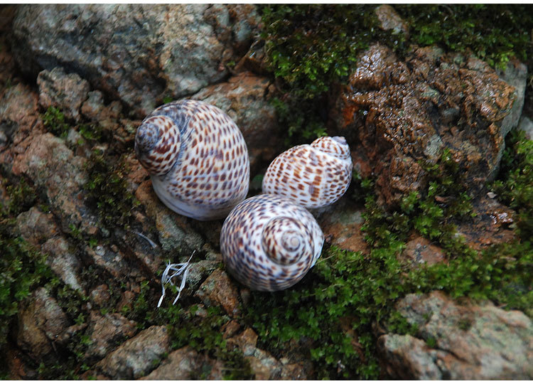 鸟蛋螺 diy墙贴装潢鱼缸地台 婚礼地中海风情家居装饰 小海螺贝壳