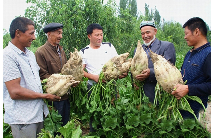 糖厂专用红根甜菜种子白根甜菜种籽含糖16%农家春季饲料蔬菜种孑