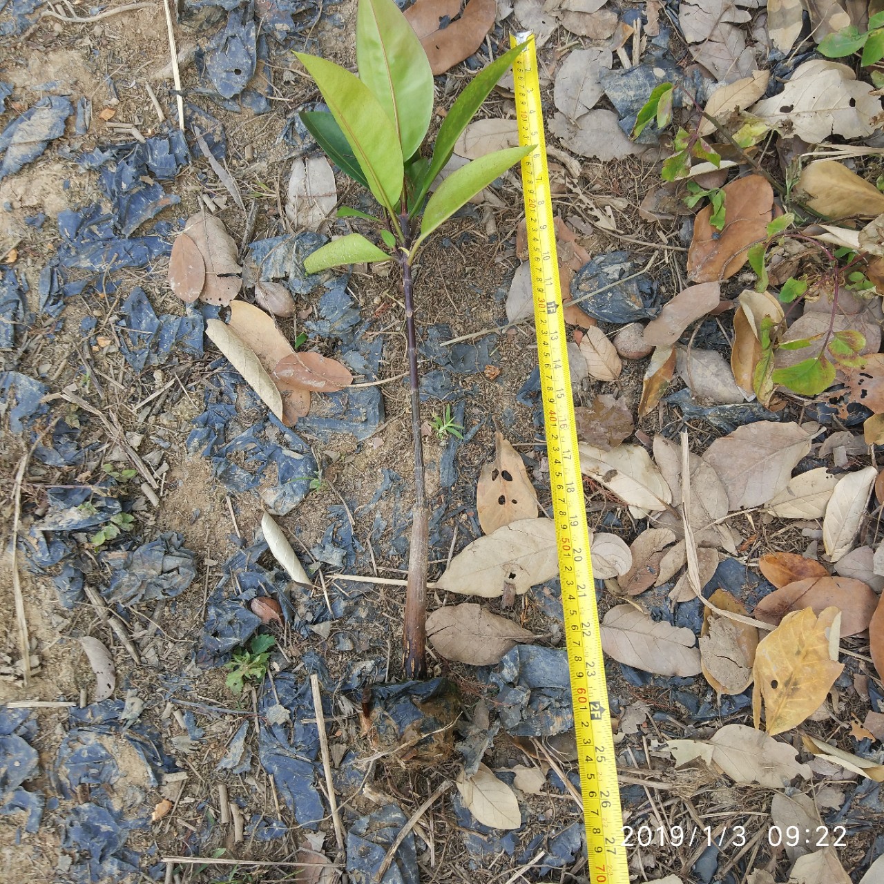 厂家直销盆栽木榄 红树林树苗批发 水生植物袋苗直销