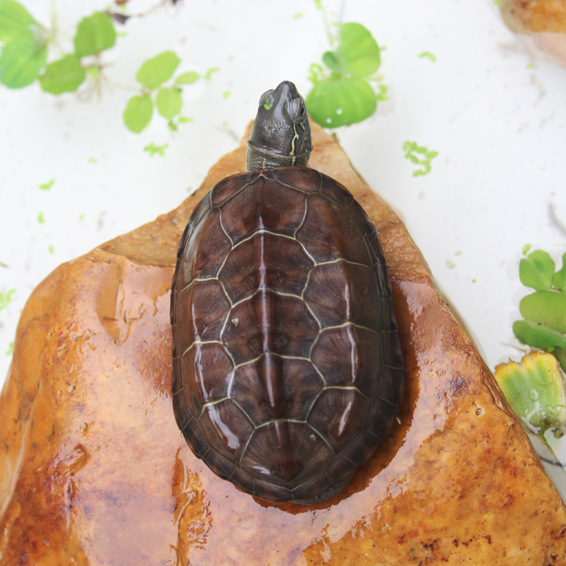 适用于正宗黑腹龟金线草龟小草龟乌龟活体宠物中华草龟苗风水镇宅