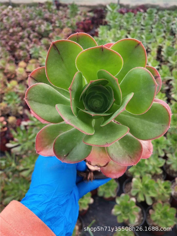 0088大棚批发多肉植物盆栽燕姿玫瑰法师盆15cm多肉品种裸根