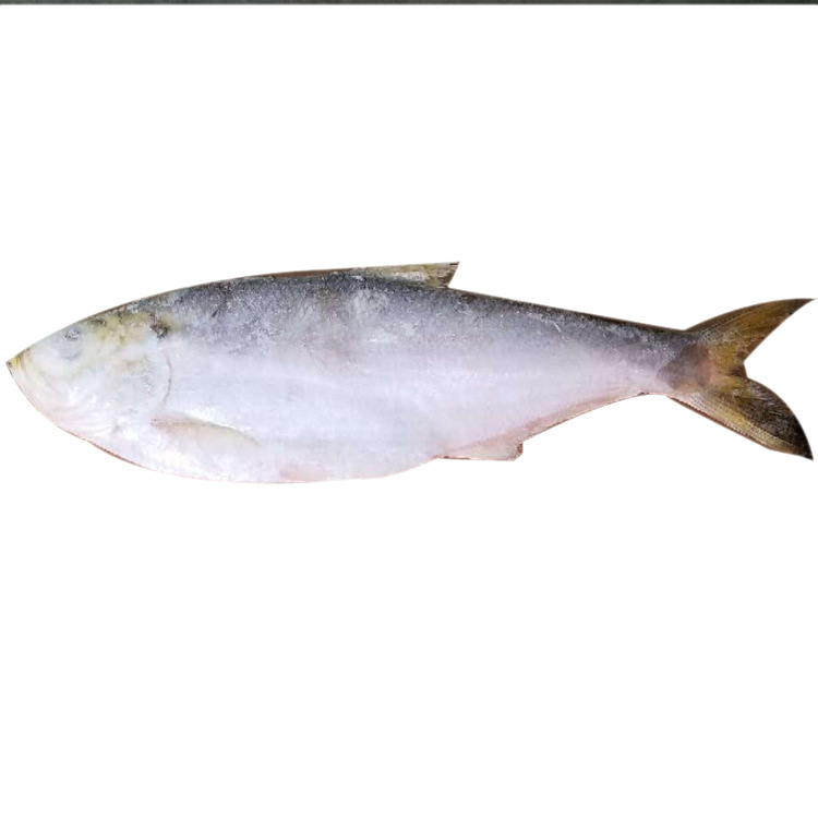 【厂家直销】巴西白力鱼_相鱼_曹白鱼_白鳞鱼_优质远洋白力鱼