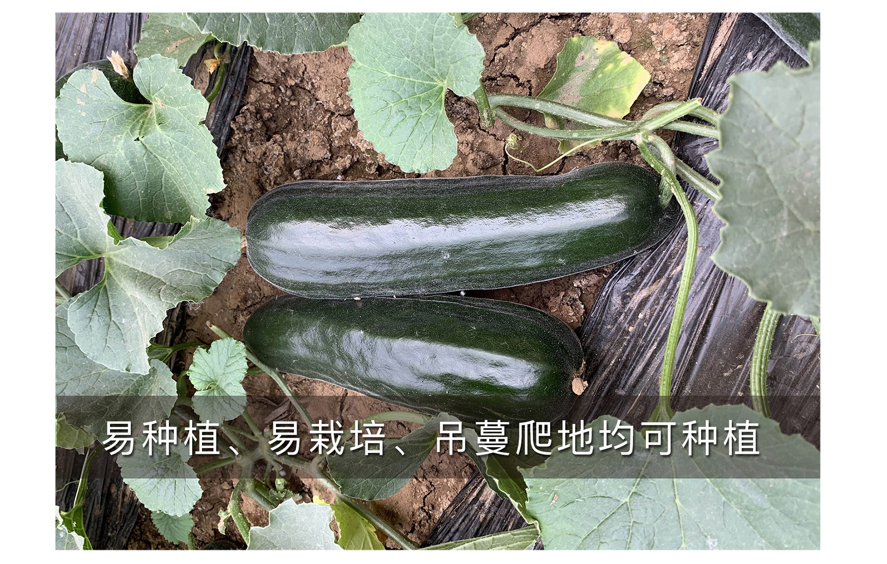 中科茂华黑皮酥菜瓜种子纯黑带棱易种植可大面积种植