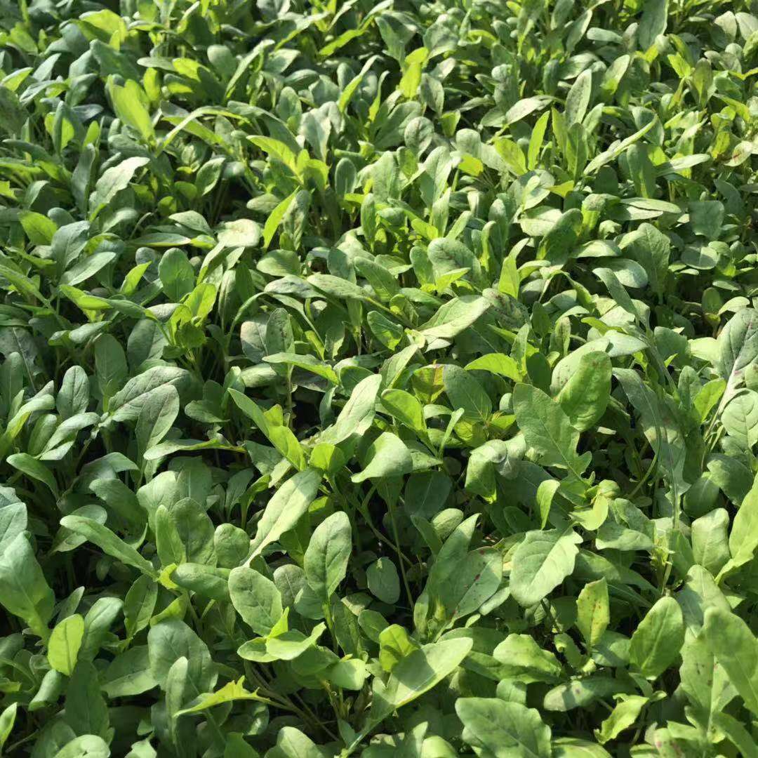 新乡绿化美丽月见草小苗批发 月见草花海景观效果 洛阳绿化月见草