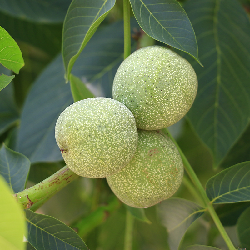 1-5cm薄皮核桃树量大从优核桃树 挂果率高现挖现卖 易管理核桃树