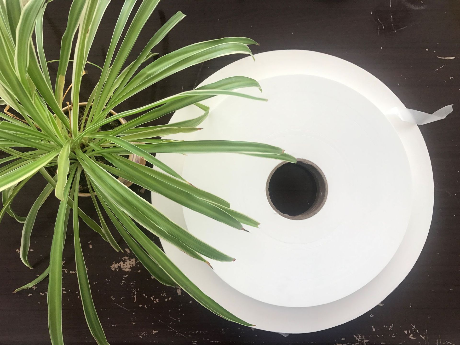 厂家现货供应播种带纸 种子纸带 水溶种带 可浸水种带