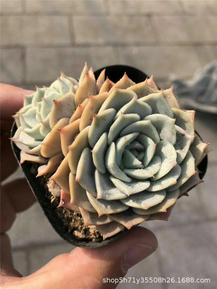 859大棚特价批发多肉盆栽品种 布朗双头品相好多肉植物裸根发限量