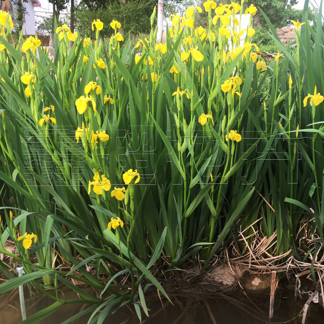 黄花鸢尾 水生植物黄菖蒲 湿地绿化 德国鸢尾 青州花卉供应