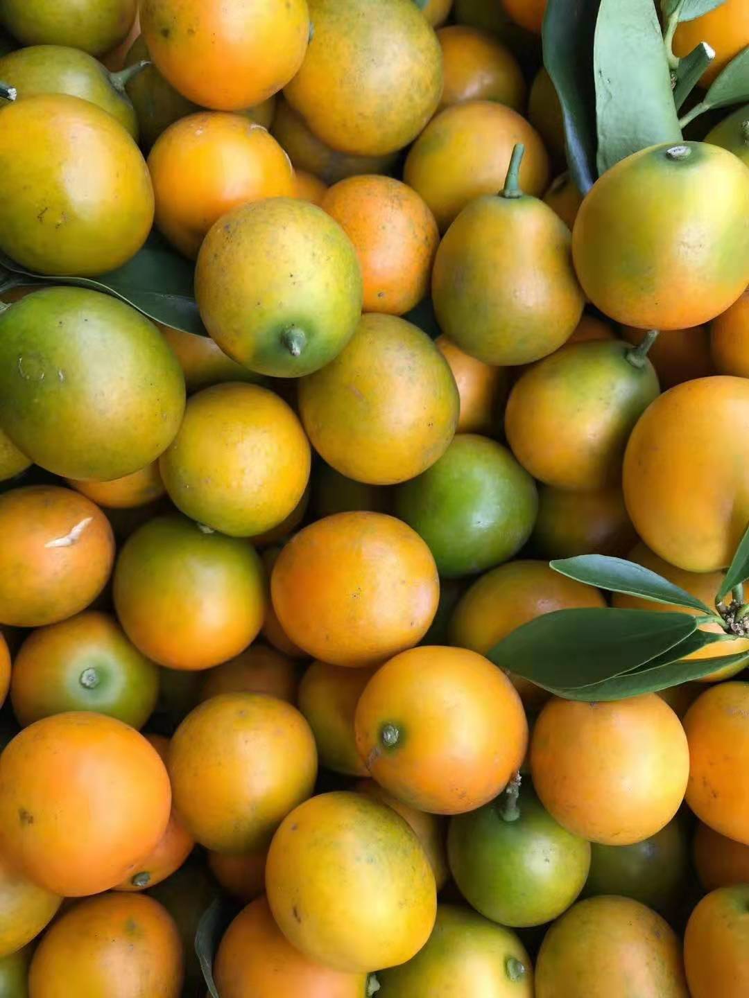 【顺丰保温箱发货】金桔 融安脆皮金桔 当季新鲜水果现摘现发 广西