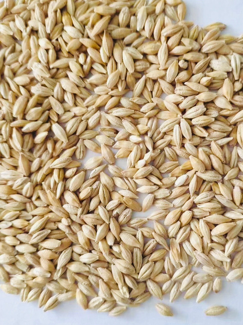 大量供应带壳大麦 饲料 进口加麦 澳麦 乌麦 现货大麦袋装50k