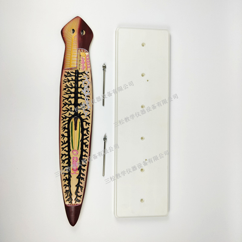 3218涡虫解剖放大模型 扁形动物仿真 初中生物教学模型 生物园