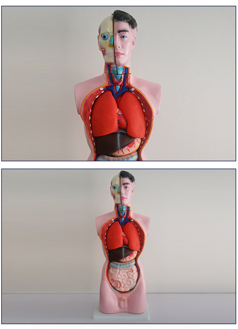 厂家直销 人体头 颈 躯干模型 33201 pvc制作 生物教学仪器