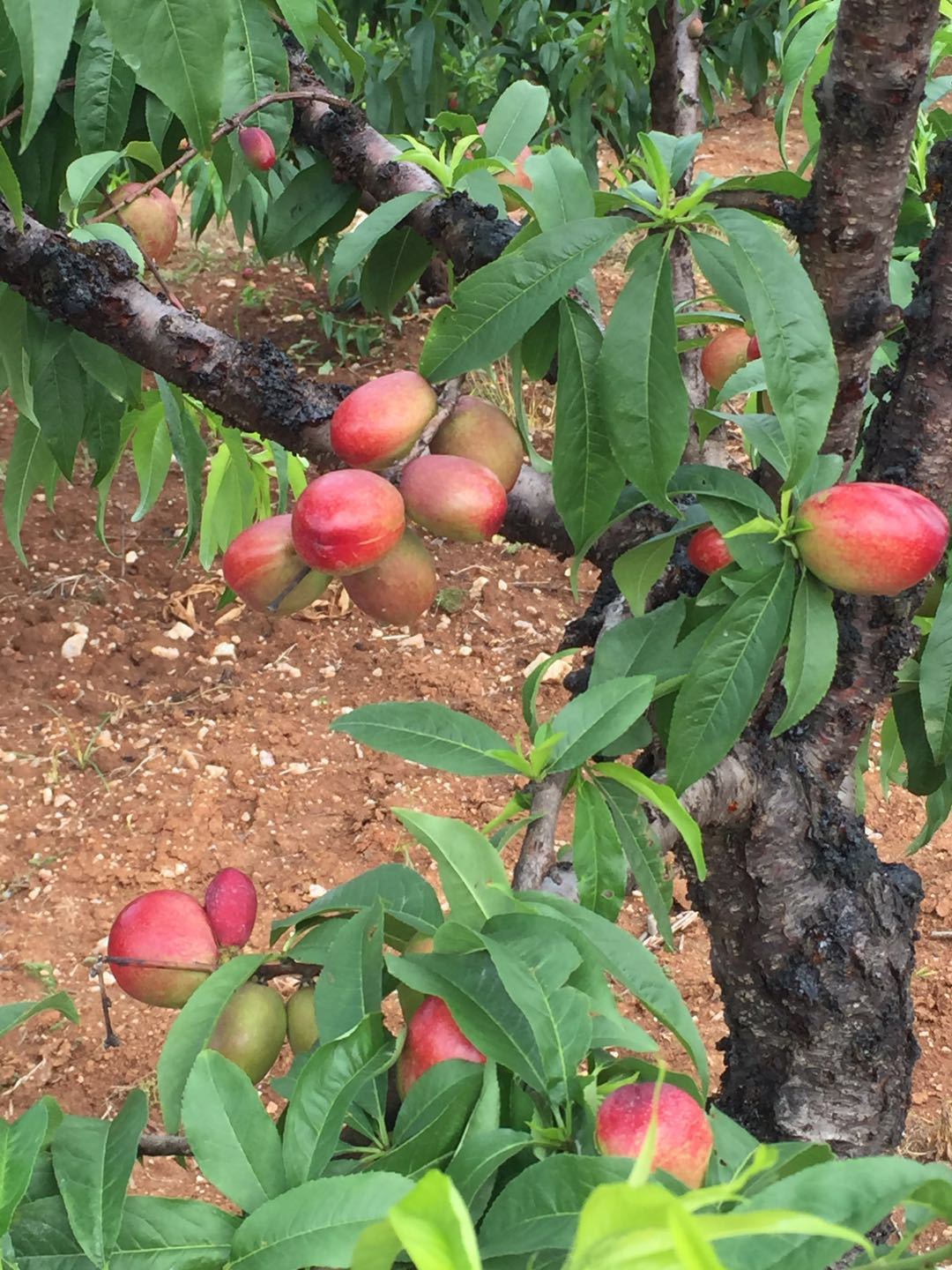 湖北随州油桃新鲜水果产地现摘现发5斤装批发桃子脆甜可口大量
