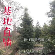 金丝楠木树苗批发小叶桢楠基地批发全冠宝塔形长青行道树楠木易活