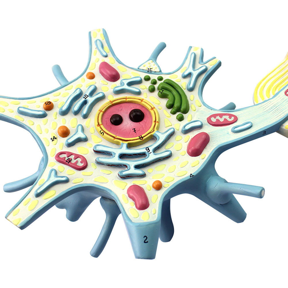 医学用放大版神经元放大模型神经纤维结构放大模型2部件医用