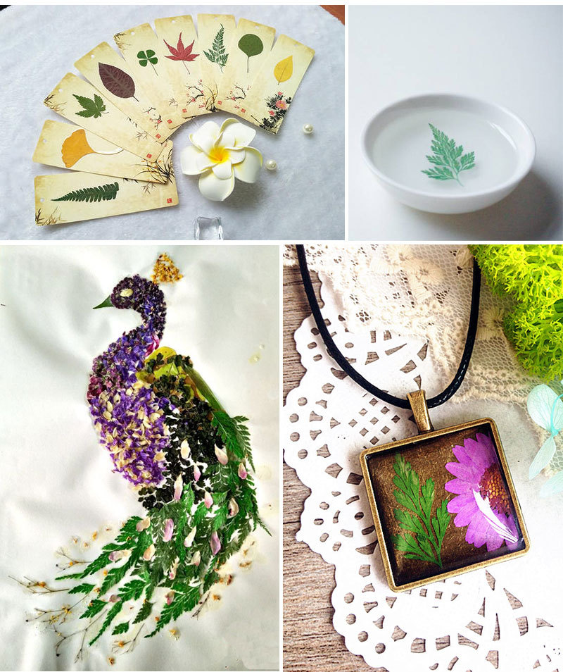 乌蕨 压花押花干花 植物标本树叶子 手工贴画滴胶diy书签材料