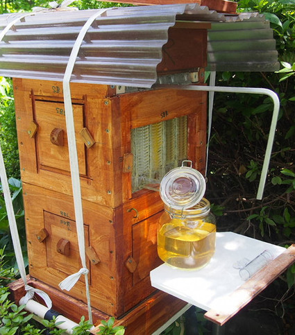 亚马逊日本站 flow hive 小号自流蜜蜂箱 蜂巢 养蜂工具日本蜂箱