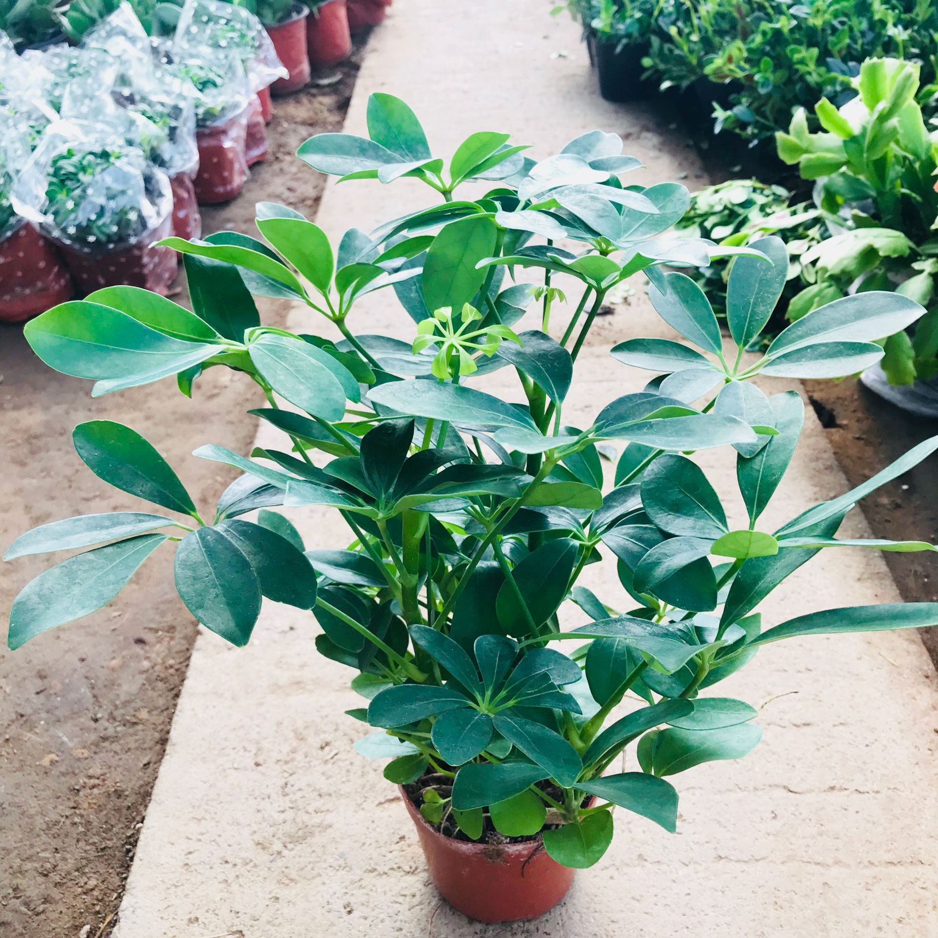 批发室内四季常青绿植盆栽鸭脚木 八方来财七叶莲销售 鸭脚木花卉