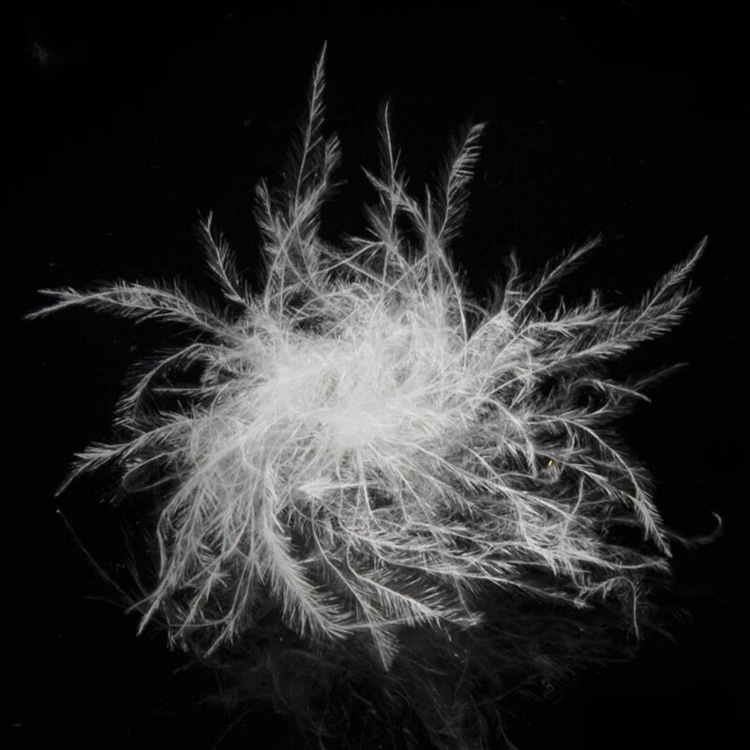 厂家60%白鹅绒 新国标水洗羽绒大朵纯白羽毛批发白鸭绒原料60鹅