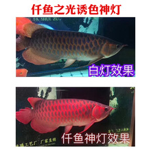 仟鱼鱼缸照明灯龙鱼诱色神灯专用灯水族箱龙鱼灯红鱼不红水增色