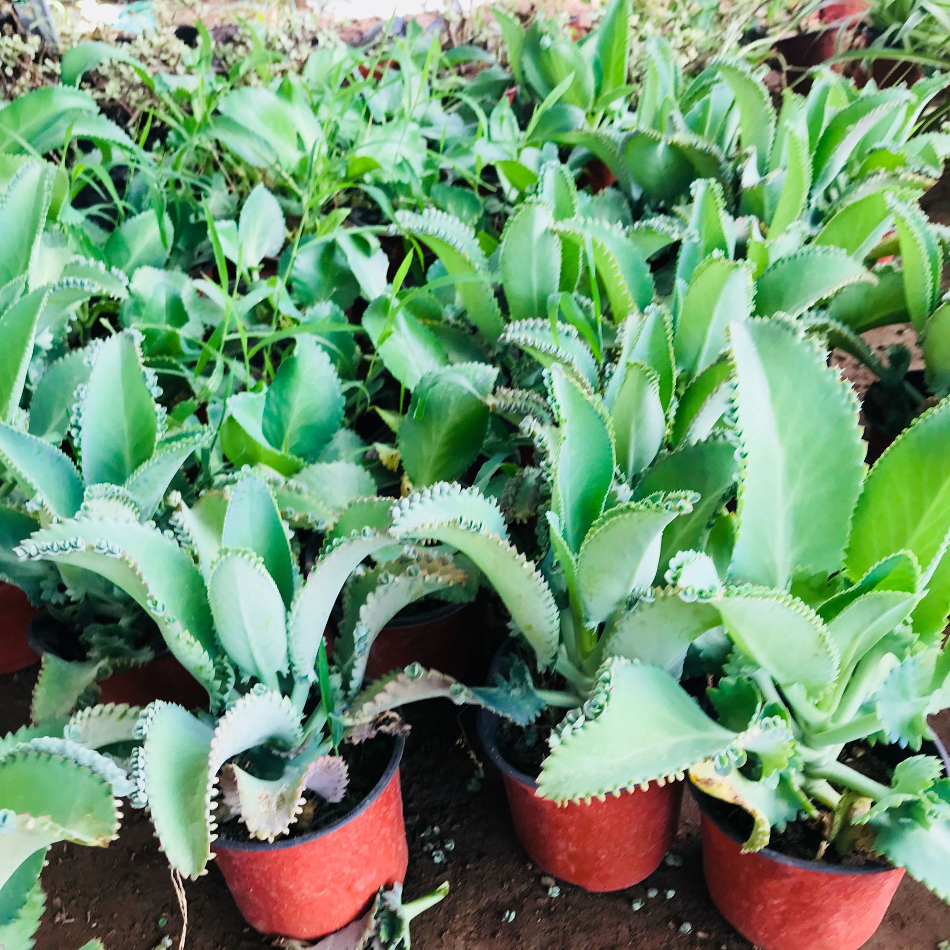 批发宽叶多肉植物不死鸟 室内趣味盆栽新手好养肉肉吸甲醛不死鸟