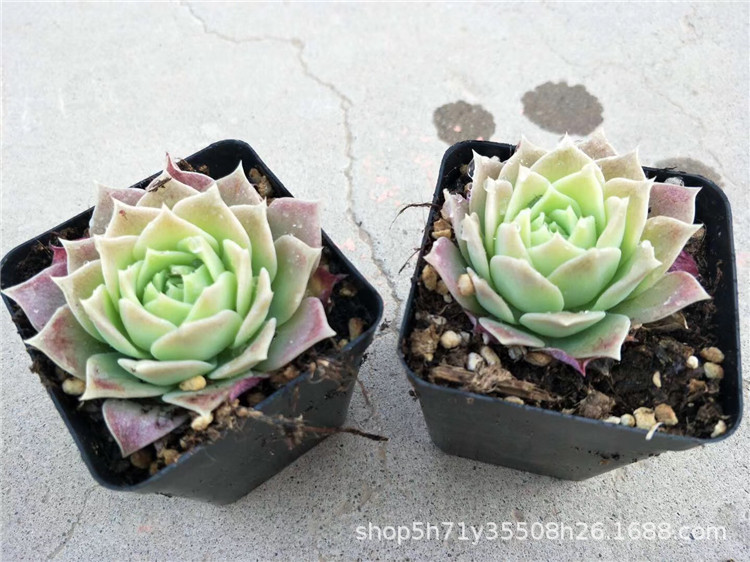 0889大棚特价批发多肉植物 梅格丽单头6cm左右多肉品种品相好限量