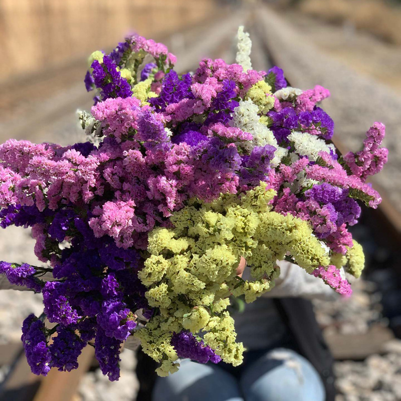 空运云南高品质鲜切花多彩勿忘我鲜切花一件无痕代发