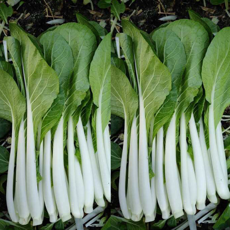 品种黑叶白菜种子绿友威胜杂交黑叶白菜一代交配早收蔬菜种子