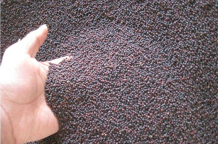 观赏油菜花种子油菜籽花海波斯菊混色格桑花四季种易活开花不断