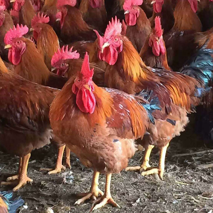 鸡苗孵化厂大种三黄鸡大红公鸡冠型漂亮抗病力强品种纯正厂家直销华羽